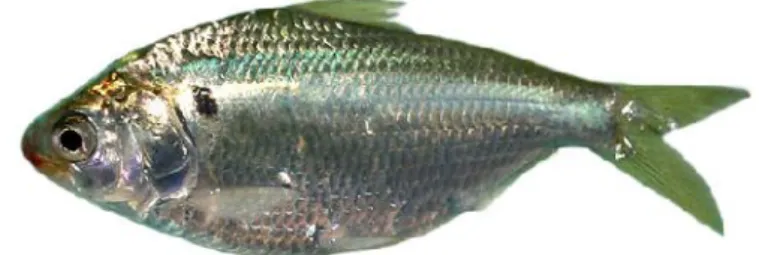 Gambar 14 Anodontostoma chacunda.