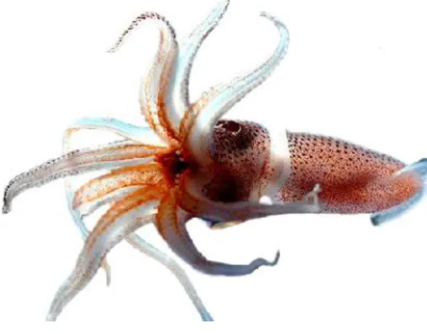 Gambar 17 Loligo spp.