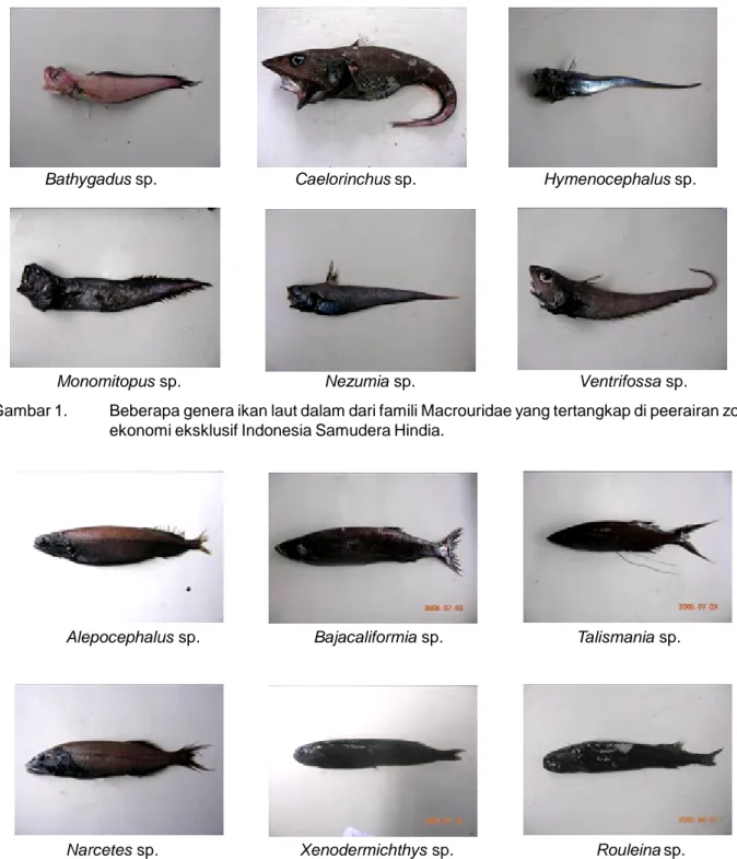 Gambar 1. Beberapa genera ikan laut dalam dari famili Macrouridae yang tertangkap di peerairan zona ekonomi eksklusif Indonesia Samudera Hindia.