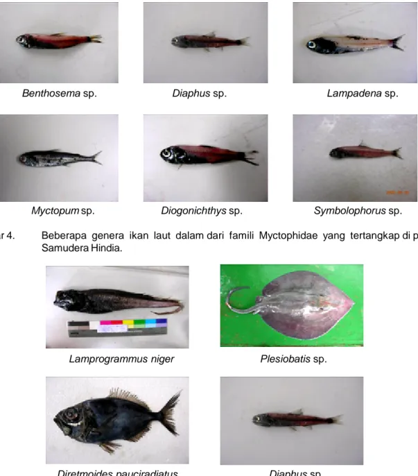 Gambar 4. Beberapa genera ikan laut dalam dari famili Myctophidae yang tertangkap di perairan Samudera Hindia.
