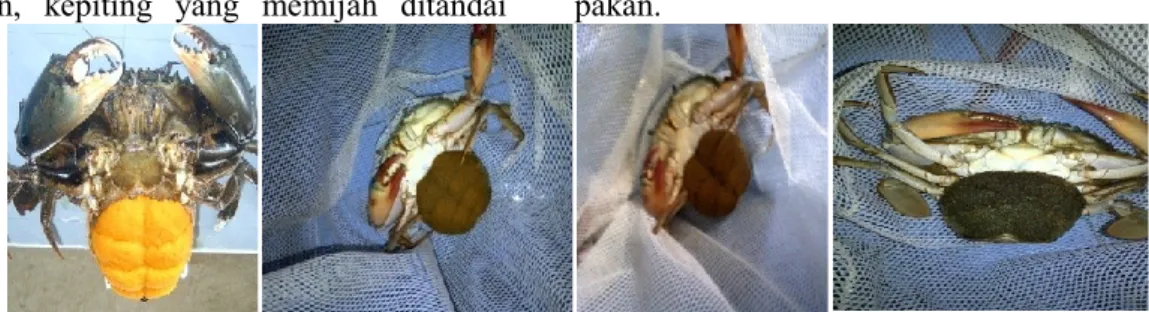 Gambar 1. Induk kepiting bakau dan perubahan warna telur  Pemeliharaan Larva 
