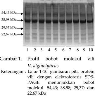 Gambar 1.    Profil  bobot  molekul  vili          V. alginolyticus 
