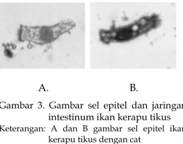 Gambar  3.  Gambar  sel  epitel  dan  jaringan  intestinum ikan kerapu tikus  Keterangan:  A  dan  B  gambar  sel  epitel  ikan 