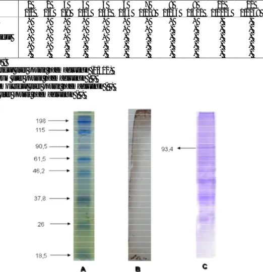 Gambar  1.  Hasil  elektroforesis  SDS-Page  protein  reseptor  dari  organ  mata    C.altivelis  dengan  pewarnaan commassie brillian blue R-250 