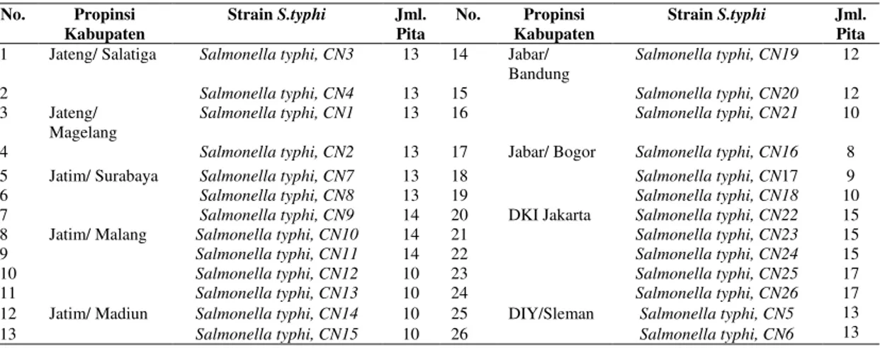 Tabel 2: Jumlah Pita Protein Sub Unit pilli 26 strain Salmonella typhi  Isolat Jawa  No