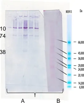 Gambar 2. Deteksi reaksi silang antara protein AdhO36 Salmonella typhi dengan OMP Vibrio cholerae  dengan  western  blotting