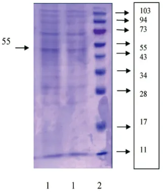 Tabel 1 dan Gambar 2 menunjukkan bahwa pada  protein dengan berat molekul 55 kDa mampu menghambat 