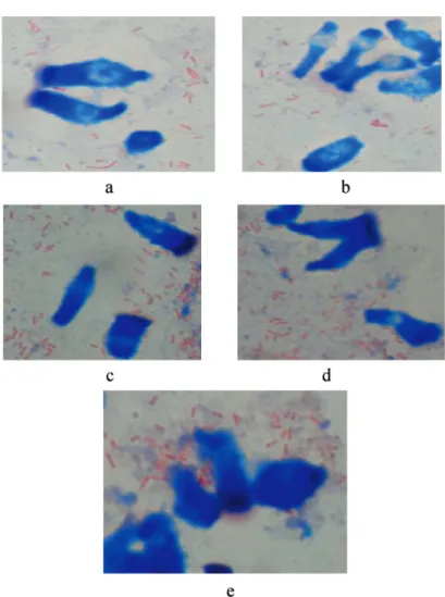 tabel 2.  Rata-rata hasil uji adhesi S. typhi pada enterosit tikus  Wistar dengan menggunakan protein OMP 55 kDa