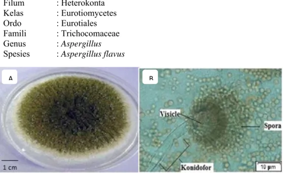 Gambar 2.2 Koloni Aspergillus flavus (A); Morfologi Aspergillus flavus (B)   Sumber: Safika, (2008) 