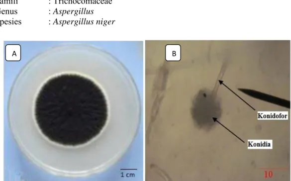 Gambar 2.3 Koloni Aspergillus niger (A), Morfologi Aspergillus niger (B)  Sumber: Safika, (2008) 