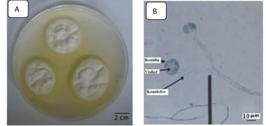 Gambar 2.4 Koloni Aspergillus candidus (A), Morfologi Aspergillus candidus (B) Sumber: Safika, (2008) 