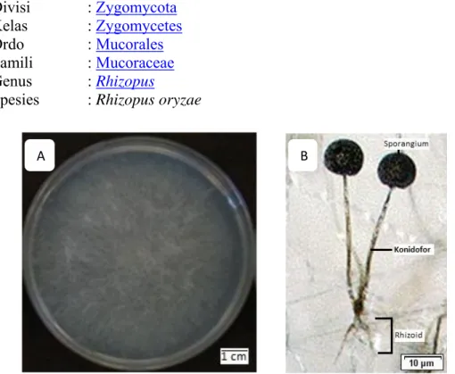 Gambar 2.7 Koloni Rhizopus  oryzae (A) ; Morfologi Rhizopus  oryzae (B)  Sumber: Dewi dan Aziz (2011)  