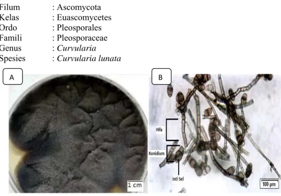 Gambar 2.8 Koloni Curvularia lunata (A), Morfologi Curvularia lunata (B)  Sumber: Refai and Yasid (2014) 