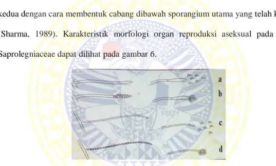 Gambar 6. Karakteristik morfologi organ reproduksi aseksual pada famili  Saprolegniaceae  (Yuasa dkk, 2003) Keterangan:  a