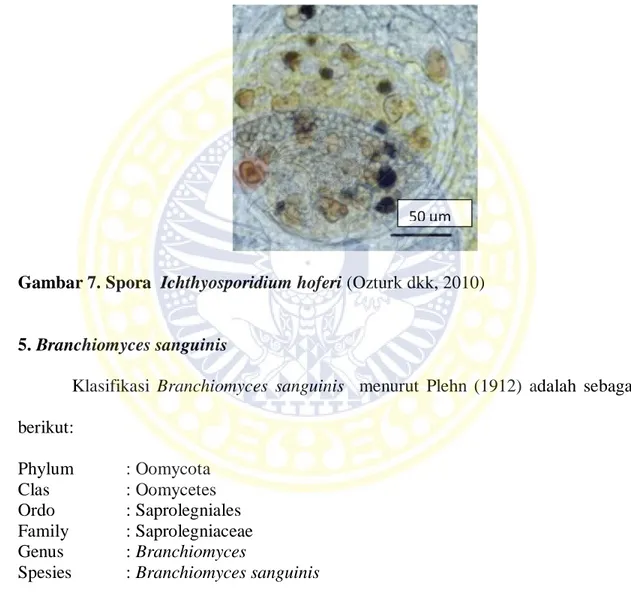 Gambar 7. Spora  Ichthyosporidium hoferi (Ozturk dkk, 2010)  