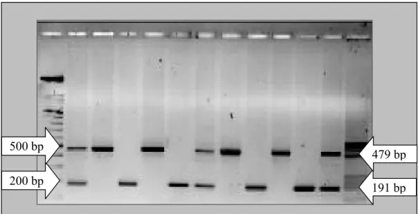 Gambar 1. Hasil PCR pada sampel penelitian 