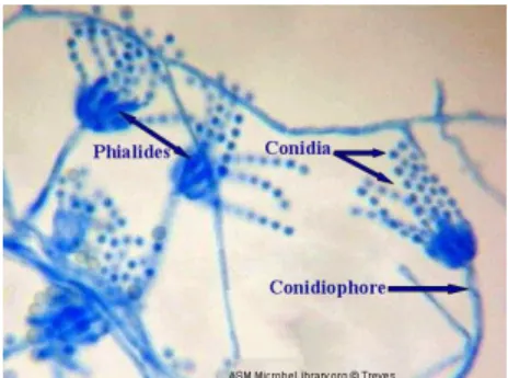 Gambar 3. Penicillium sp. (Martens, 2005) 