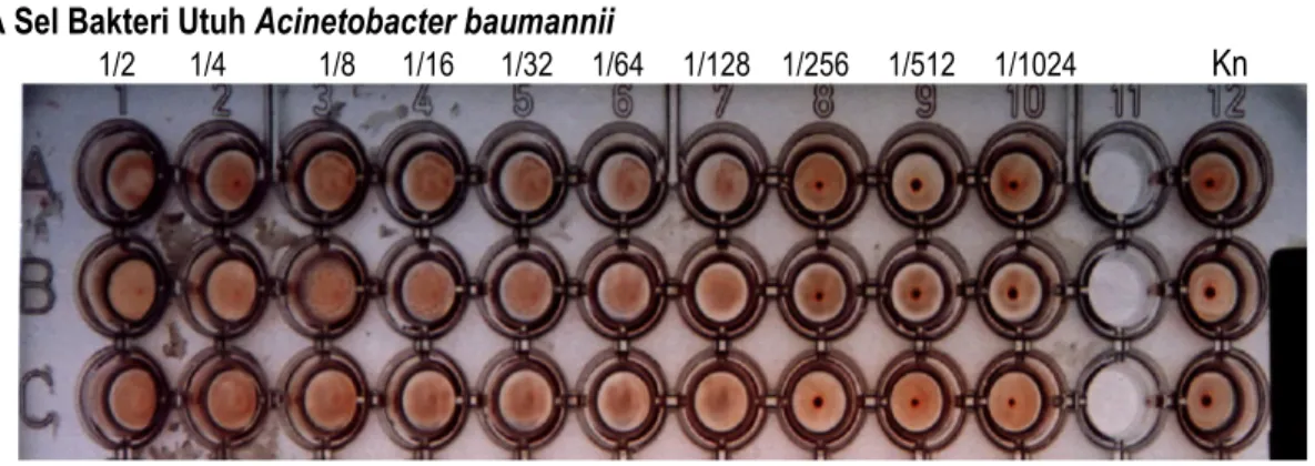 Gambar 1. Hasil  Uji  Hemaglutinasi  Menggunakan  Eritrosit  Mencit 0,5%  Terhadap  Bakteri  Acinetobacter  baumannii  (Acb) 