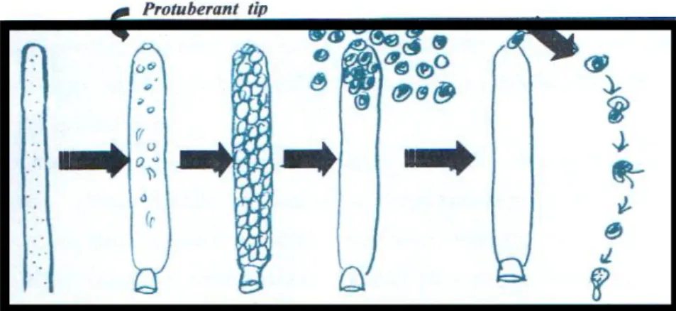 Gambar 1. Proses sporulasi cendawan Saprolegnia sp. 