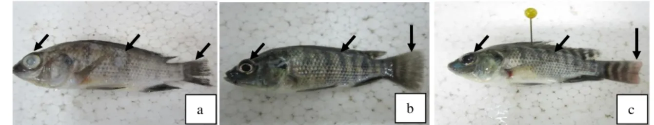 Gambar 2 memperlihatkan gejala klinis ikan nila pasca infeksi Staphylococcus sp. dan  sebelum dilakukan perendaman dengan ekstrak daun kirinyuh