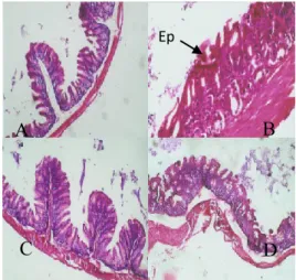 Gambar  3.    Potongan  lambung  Mus  musculus  Outbred  Balb/C  kelompok  3  dan  4  dengan  pewarnaan  hematoksilin eosin