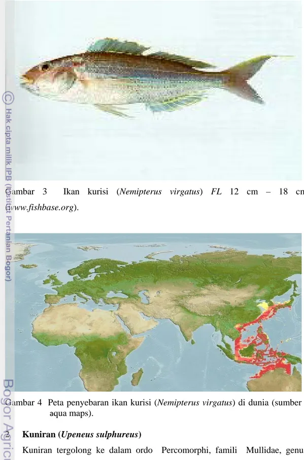 Gambar 3  Ikan kurisi (Nemipterus virgatus)  FL  12 cm – 18 cm   (www.fishbase.org). 