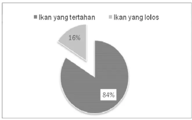 Gambar 7. Perbandingan Jumlah Udang rebon ( Acetes sp) yang lolos dan  yang tertahan pada bagan tancap 