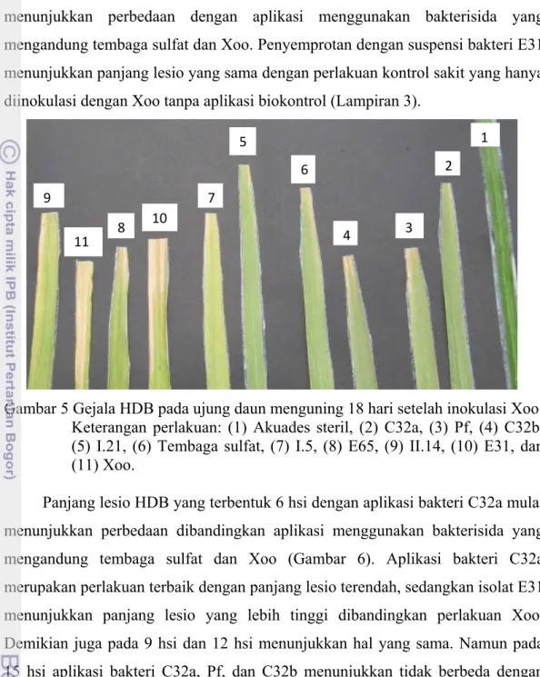 Gambar 5 Gejala HDB pada ujung daun menguning 18 hari setelah inokulasi Xoo. 