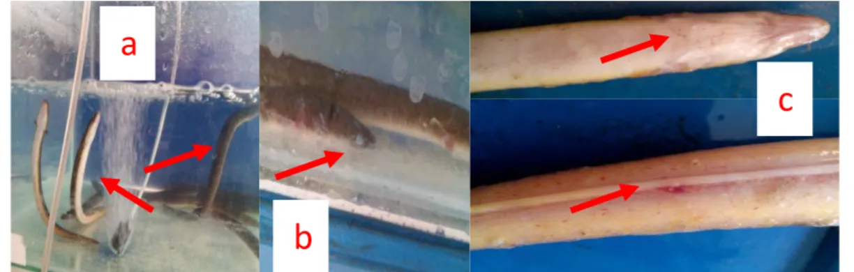 Gambar  1.  Gejala  klinis  :  (a)  ikan  tampak  menggantung,    (b)  mata  buram,  (c)  lesi  pada  tubuh