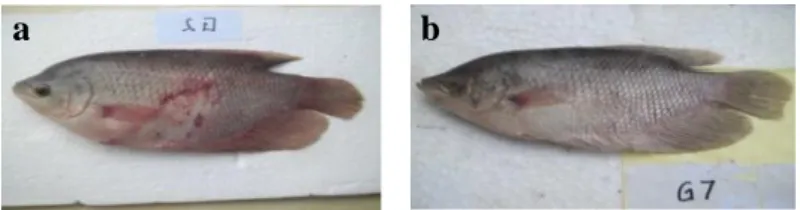 Gambar 1. Gejala klinis ikan gurami (O. gouramy) sakit 