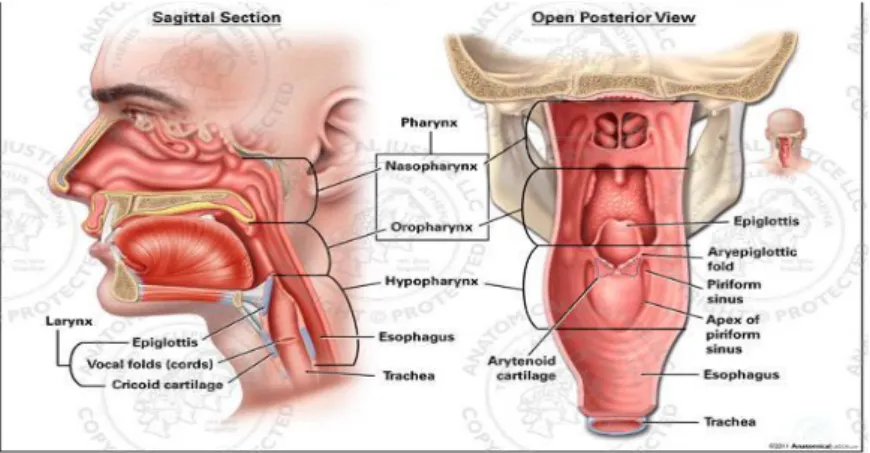 Gambar 1. Anatomi Trakea  11