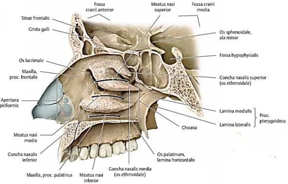 Gambar 2.1. Struktur Dinding Lateral Hidung 10 