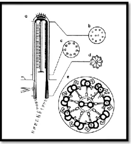 Gambar 2. 2 Susunan ultrastruktur tubulus silia pada berbagai tingkatan       (Ballenger, 2003) 