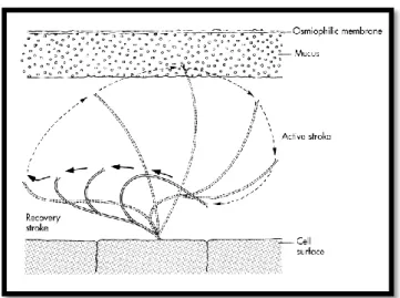 Gambar 2. 3 Siklus normal silia (Ballenger, 2003) 