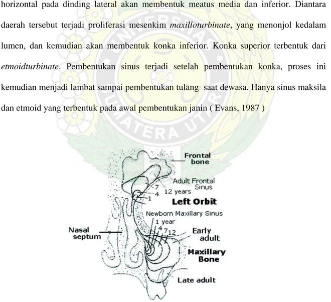 Gambar 2.2 : Perkembangan embriologi sinus maksila dikutip dari atlas Sobbota 