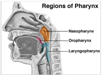 Gambar 1. Anatomi nasopharynx 7 