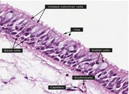 Gambar 2. Histologi Nasopharynx Normal 8 