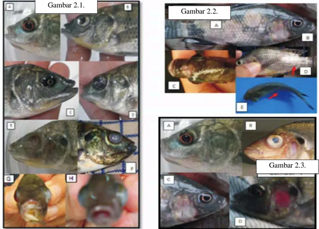 Gambar 2.1  Perubahan yang terjadi pada organ mata ikan nila; A. normal; B. mata  mengkerut, C