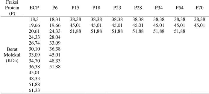 Tabel 2. Berat molekul fraksi protein yang bersifat toksik pada ECP S. agalactiae  Fraksi  Protein  (P)  ECP  P6  P15  P18  P23  P28  P34  P54  P70  Berat  Molekul  (KDa)  18,3  18,31  38,38  38,38  38,38  38,38  38,38  38,38  38,38 19,66 19,66 45,01 45,01