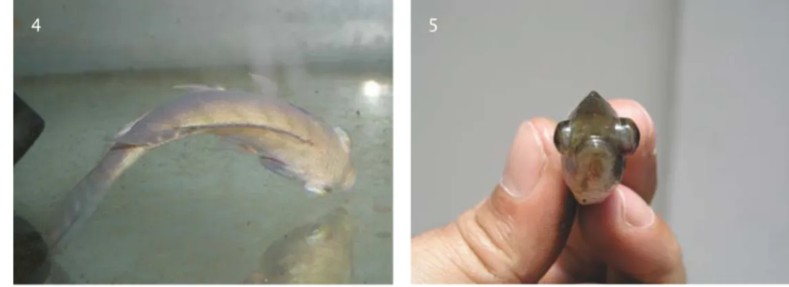 Gambar 4 &amp; 5. Gejala klinis ikan nila yang diinfeksi bakteri Streptococcus agalactiae secara buatan, disorientasi/hilang keseimbangan (Gambar 4) dan dua sisi mata menonjol/bilateral exophthalmia (Gambar 5)