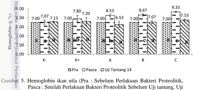 Gambar  5.  Hemoglobin  ikan  nila  (Pra  :  Sebelum  Perlakuan  Bakteri  Proteolitik,  Pasca : Setelah Perlakuan Bakteri Proteolitik Sebelum Uji tantang, Uji  Tantang  14  :  Uji  Tantang  hari  ke-  14