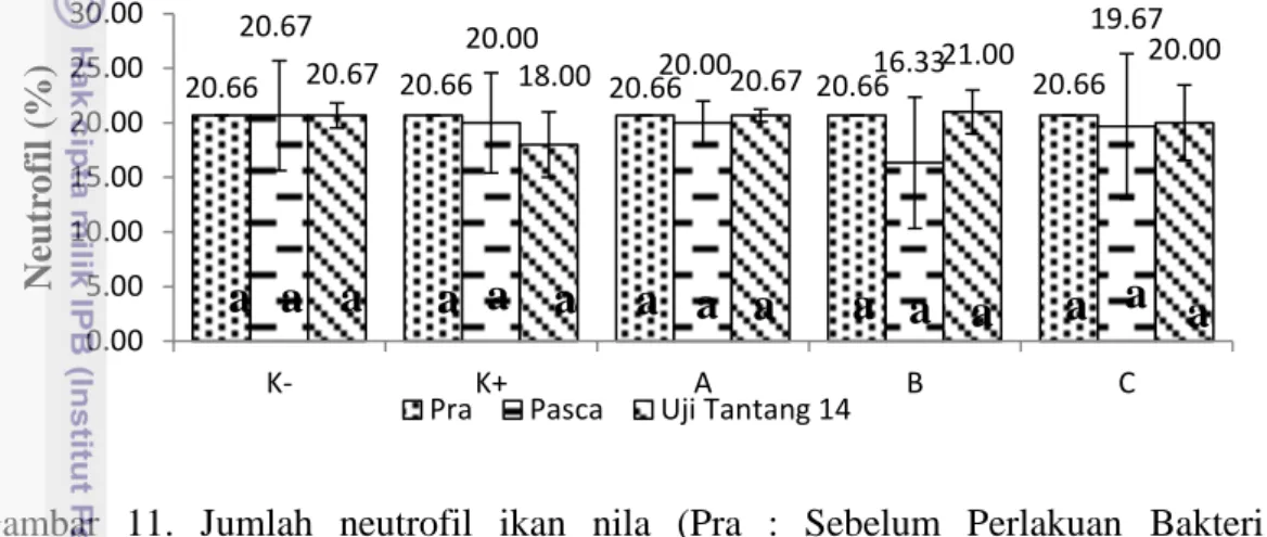 Gambar  11.  Jumlah  neutrofil  ikan  nila  (Pra  :  Sebelum  Perlakuan  Bakteri  Proteolitik,  Pasca  :  Setelah  Perlakuan  Bakteri  Proteolitik  Sebelum  Uji tantang, Uji Tantang 14 : Uji Tantang hari ke-14)