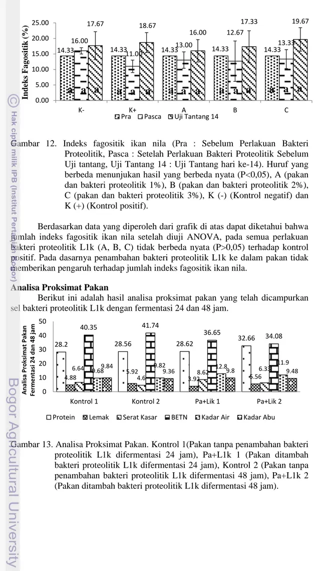 Gambar  12.  Indeks  fagositik  ikan  nila  (Pra  :  Sebelum  Perlakuan  Bakteri  Proteolitik,  Pasca  :  Setelah  Perlakuan  Bakteri  Proteolitik  Sebelum  Uji tantang, Uji Tantang 14 : Uji Tantang hari ke-14)