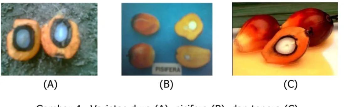 Gambar 4.  Varietas dura (A), pisifera (B), dan tenera (C)  Sumber : Dermawan (2009) 