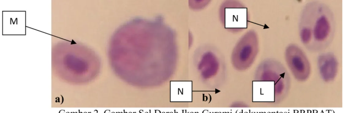 Gambar 2. Gambar Sel Darah Ikan Gurami (dokumentasi BRPBAT) a. Monosit (M), b. Limfosit (L),  Neutrofil (N)