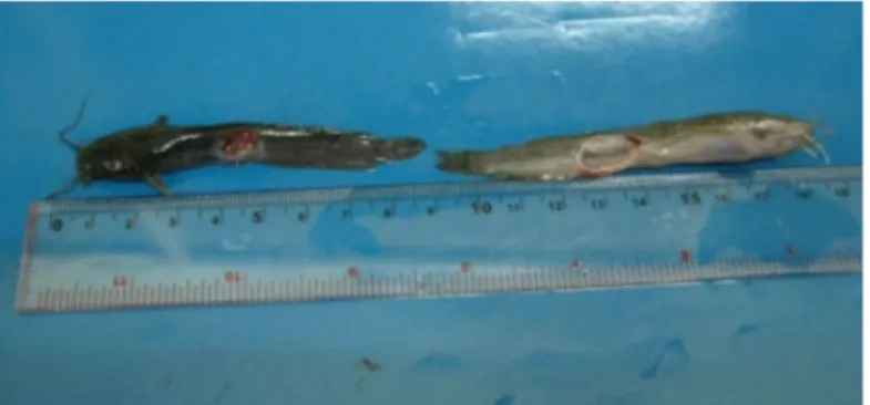 Gambar  2. Gejala  klinis  ikan  lele  dumbo  terserang  A.  hydrophila saat  uji  tantang  terjadi  peradangan  pada  tubuh  ikan