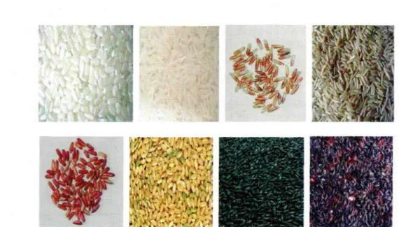 Foto 1. Keragaman genetik plasma nutfah padi beras putih dan beras warna (merah-putih, coklat, merah, kuning, hitam dan ungu.