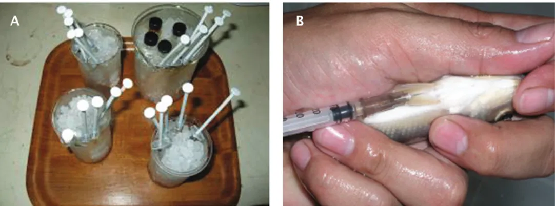 Figure 1. Several kind of vaccine of Streptococcus agalactiae-N14G which ready to use (A) and vaccine application via intra peritoneal injection (B)