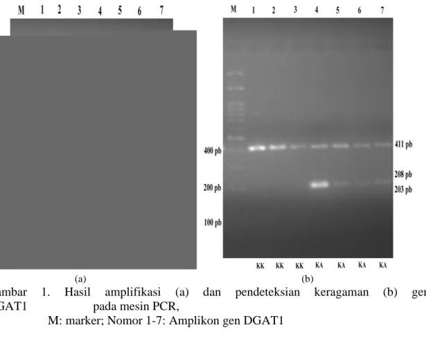 Gambar  1.  Hasil  amplifikasi  (a)  dan  pendeteksian  keragaman  (b)  gen  DGAT1                     pada mesin PCR,  