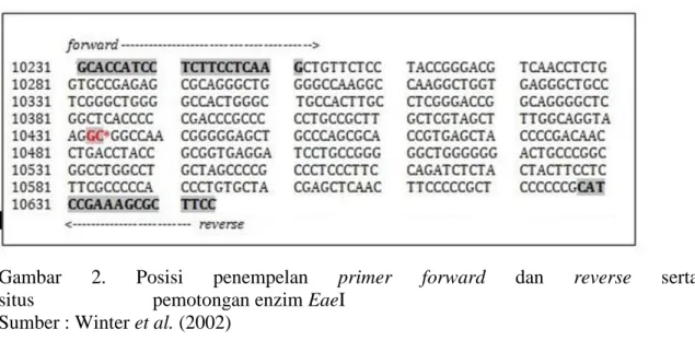 Gambar  2.  Posisi  penempelan  primer  forward  dan  reverse  serta  situs                        pemotongan enzim EaeI 